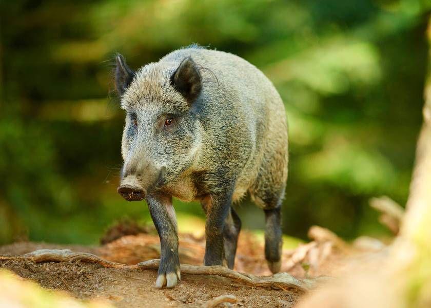 Japanese Encephalitis Virus Detected in Australia's Feral Pig Herd